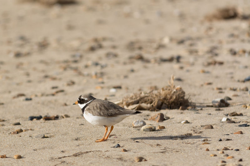 Ring Necked Plover