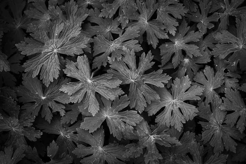 Geranium Leaves