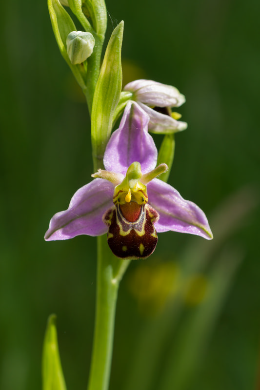 Bee Orchid 3
