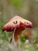 Dune Waxcap (hygrocybe conicoids)