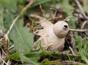 Tiny Earthstar (Geastrum minimum)