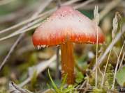 Dune Waxcap (hygrocybe conicoids)