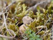 Tiny Earthstar (Geastrum minimum)