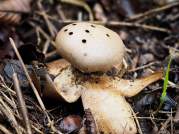 Pepperpot Earthstar (Myriostoma coliforme)