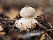 Striate Earthstar (Geastrum striatum)