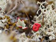 Cladonia Diversa