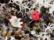 Cladonia Diversa