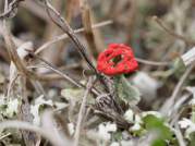 Cladonia Diversa