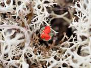 Cladonia Diversa