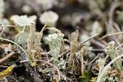 Cladonia Diversa