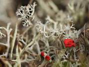 Cladonia Diversa