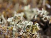 Cladonia Diversa