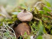 Dwarf Earthstar (Geastrum Schmidelii)