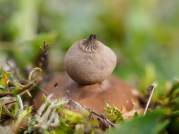 Dwarf Earthstar (Geastrum Schmidelii)