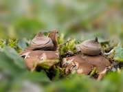 Dwarf Earthstar (Geastrum Schmidelii)