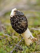 Dune Stinkhorn