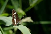 White Admiral Butterfly