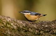 Nuthatch