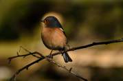 Chaffinch