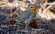 Robin
