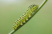 Swallowtail Caterpillar