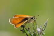 Skipper